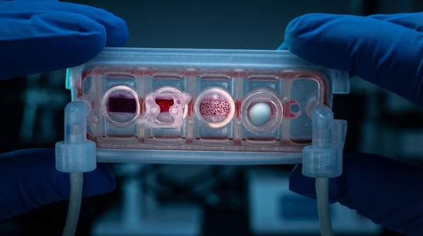 Editorial illustration for Organ-on-a-Chip: How Microfluidic Human Tissue Models Are Rewriting Drug Testing